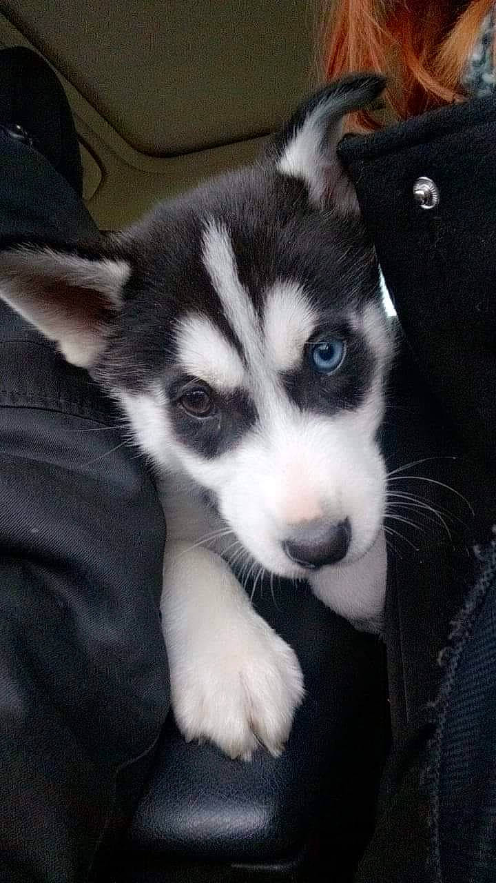 Haroun participe au concours pour gagner de l'argent avec cette photo : canidae, carnivore, companion_dog, dog, dog_breed, eye, fur, head, puppy, siberian_husky, sled_dog, snout, sporting_group, terrestrial_animal, whiskers, working_animal, working_dog