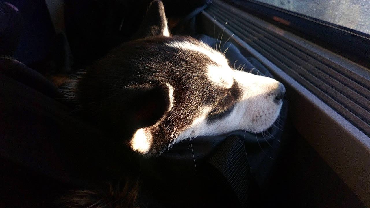 Haroun a rejoint le concours — aidez-le/la à gagner de superbes lots ! automotive_lighting, canidae, carnivore, darkness, dog, dog_breed, fur, night, paw, snout, sporting_group, tail, terrestrial_animal, whiskers, wood