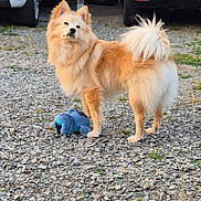 Oréo a rejoint le concours — aidez-le/la à gagner de superbes lots ! dog, fluffy, golden, toy, plush, outdoor, gravel, paw, standing, parked_cars, fur, tail, ears, nose, pet, animal, watching, background, daylight, nature