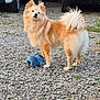 dog, fluffy, golden, toy, plush, outdoor, gravel, paw, standing, parked_cars, fur, tail, ears, nose, pet, animal, watching, background, daylight, nature