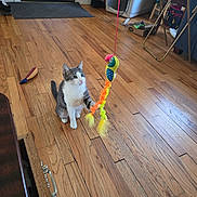 Elsa is registered to the contest to win money with this photo: cat, toy, wooden_floor, indoor, pet_crate, string, bird_toy, curious, gray_and_white, feline, household, box, folding_table, water_bottle, flooring, playing, pet_toys, domestic, room, home