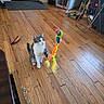 cat, toy, wooden_floor, indoor, pet_crate, string, bird_toy, curious, gray_and_white, feline, household, box, folding_table, water_bottle, flooring, playing, pet_toys, domestic, room, home