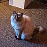 Nova joined the competition — help win amazing prizes! cat, fluffy, colorpoint, long_hair, sitting, indoors, carpet, tail, blue_eyes, fur, pet, portrait, animal, home, floor, upright_pose, looking_at_camera, brown, white, cute