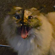 Nova is registered to the contest to win money with this photo: cat, fluffy, long_hair, fur, whiskers, eyes, open_mouth, meowing, portrait, pet, animal, indoor, dim_lighting, close_up, vertical_photo, gray_fur, cream_fur, dramatic_expression, sitting, cute