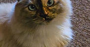 Nova joined the competition — help win amazing prizes! alert, animal, blue_eyes, brown, carpet, cat, close_up, color_point, ears, fluffy, fur, indoors, long_hair, paws, pet, portrait, sitting, symmetrical, whiskers, white