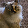 Nova joined the competition — help win amazing prizes! cat, fluffy, long_hair, color_point, blue_eyes, sitting, carpet, indoors, pet, animal, portrait, close_up, whiskers, ears, paws, fur, alert, symmetrical, brown, white