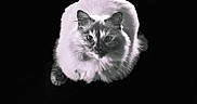 Nova is registered to the contest to win money with this photo: cat, feline, fluffy, fur, portrait, black_background, monochrome, closeup, animal, pet, whiskers, ears, eyes, face, sitting, paws, long_hair, centered, dramatic_lighting, studio_photography