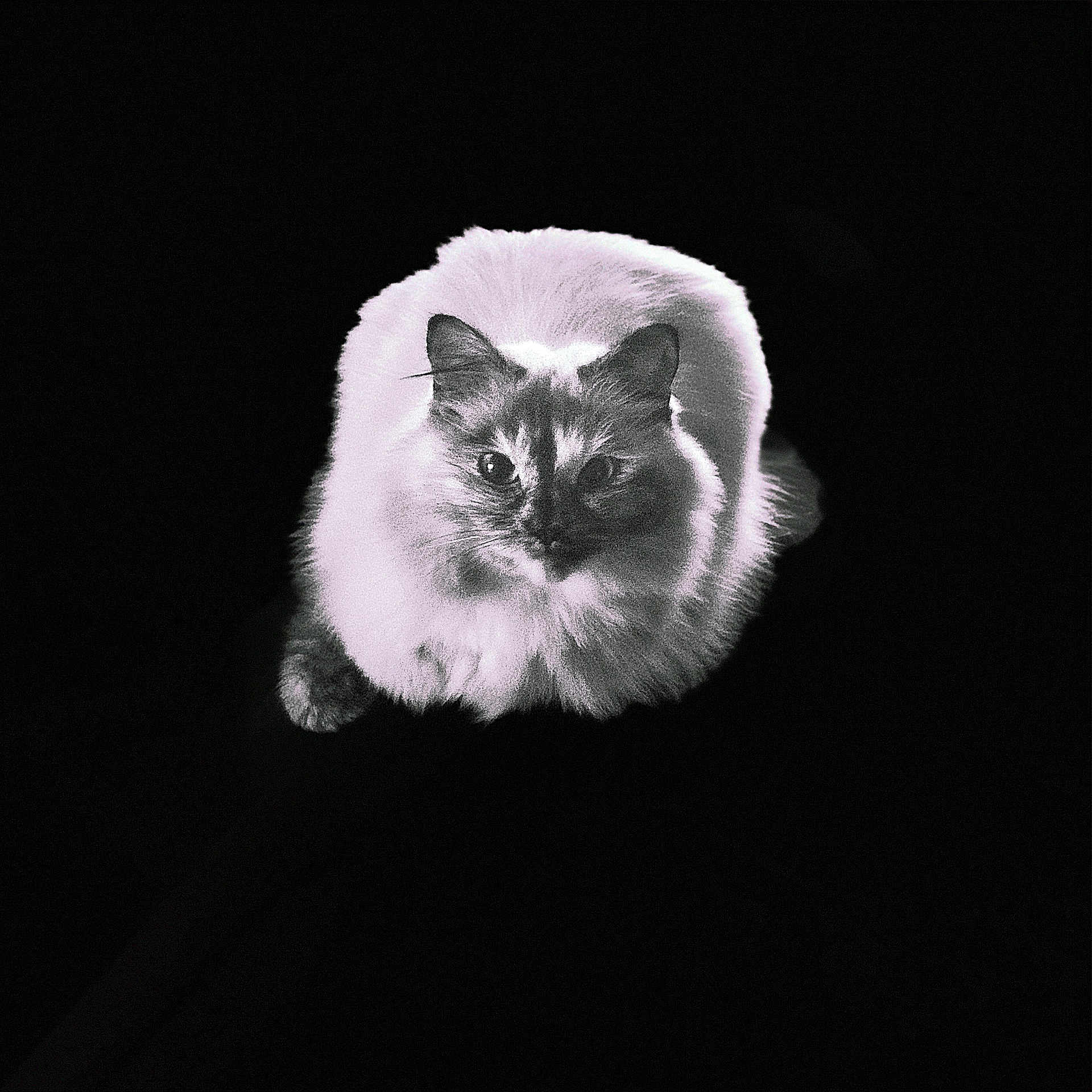 Nova