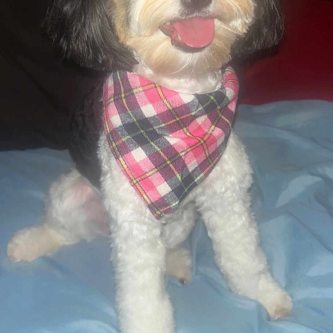 Oreo Washington joined the competition — help win amazing prizes! accessories, animal, bandana, canine, clothing, couch, dog, face, formalwear, furniture, head, headband, person, pet, photography, poodle, portrait, puppy, scarf, tie