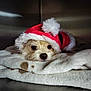 dog, small_dog, santa_hat, blanket, resting, cozy, cute, pet, fur, indoors, sleepy, christmas, holiday, pom_pom, soft_texture, animal, companion, adorable, warm, snug