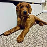 puppy, dog, brown, carpet, indoor, furniture, cute, pet, laying_down, young, canine, floor, curious, animal, domestic, ears, nose, paw, relaxed, companion