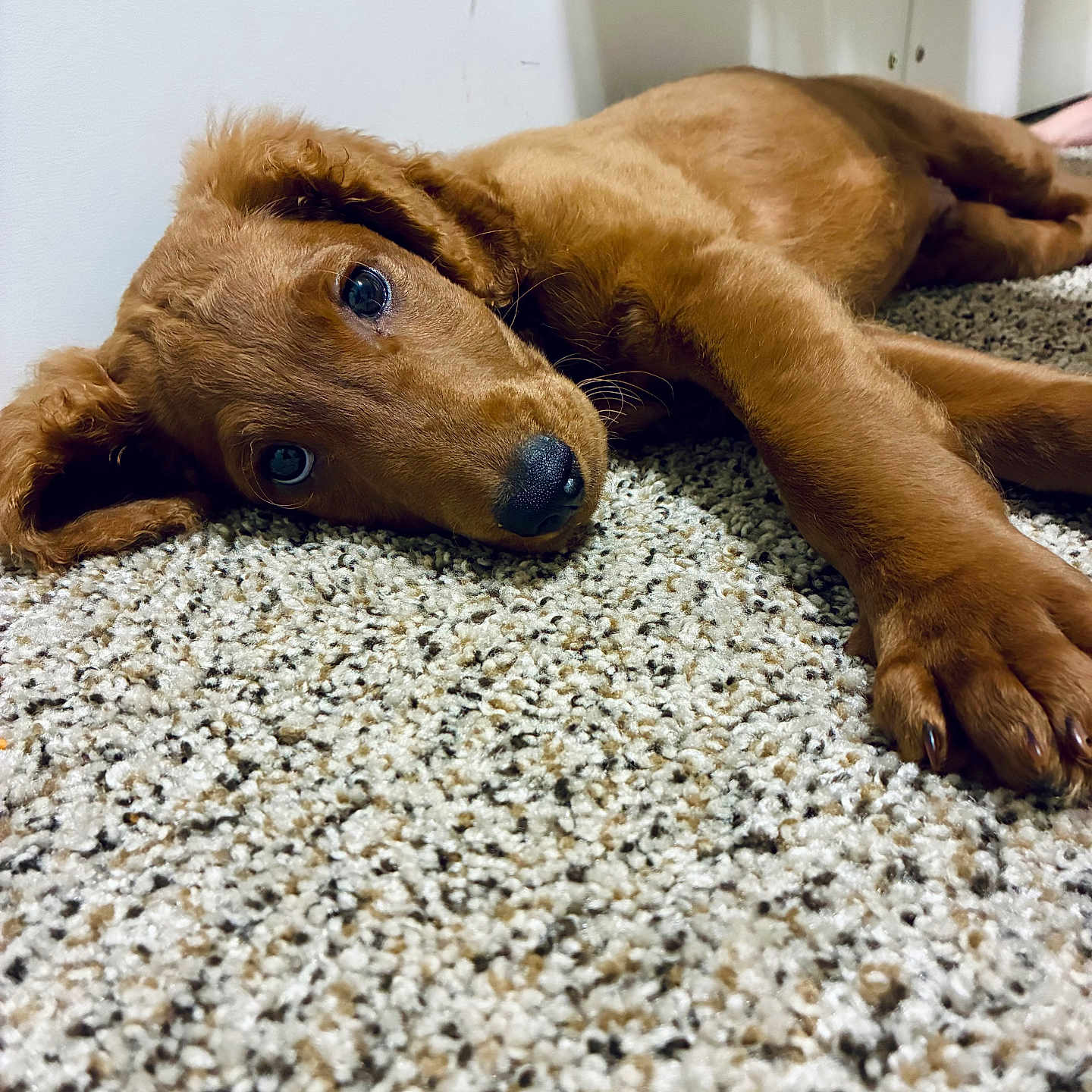 Oakley joined the competition — help win amazing prizes! puppy, dog, brown, carpet, indoor, animal, pet, laying_down, cute, young, fur, paw, nose, ears, floor, resting, looking_up, domestic_animal, canine, close_up