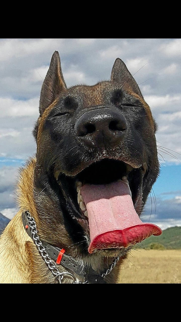 Magnum a rejoint le concours — aidez-le/la à gagner de superbes lots ! canidae, carnivore, cloud, collar, companion_dog, dog, dog_breed, dog_collar, fang, fawn, jaw, mammal, sculpture, sky, snout, sporting_group, terrestrial_animal, vertebrate, whiskers, working_animal