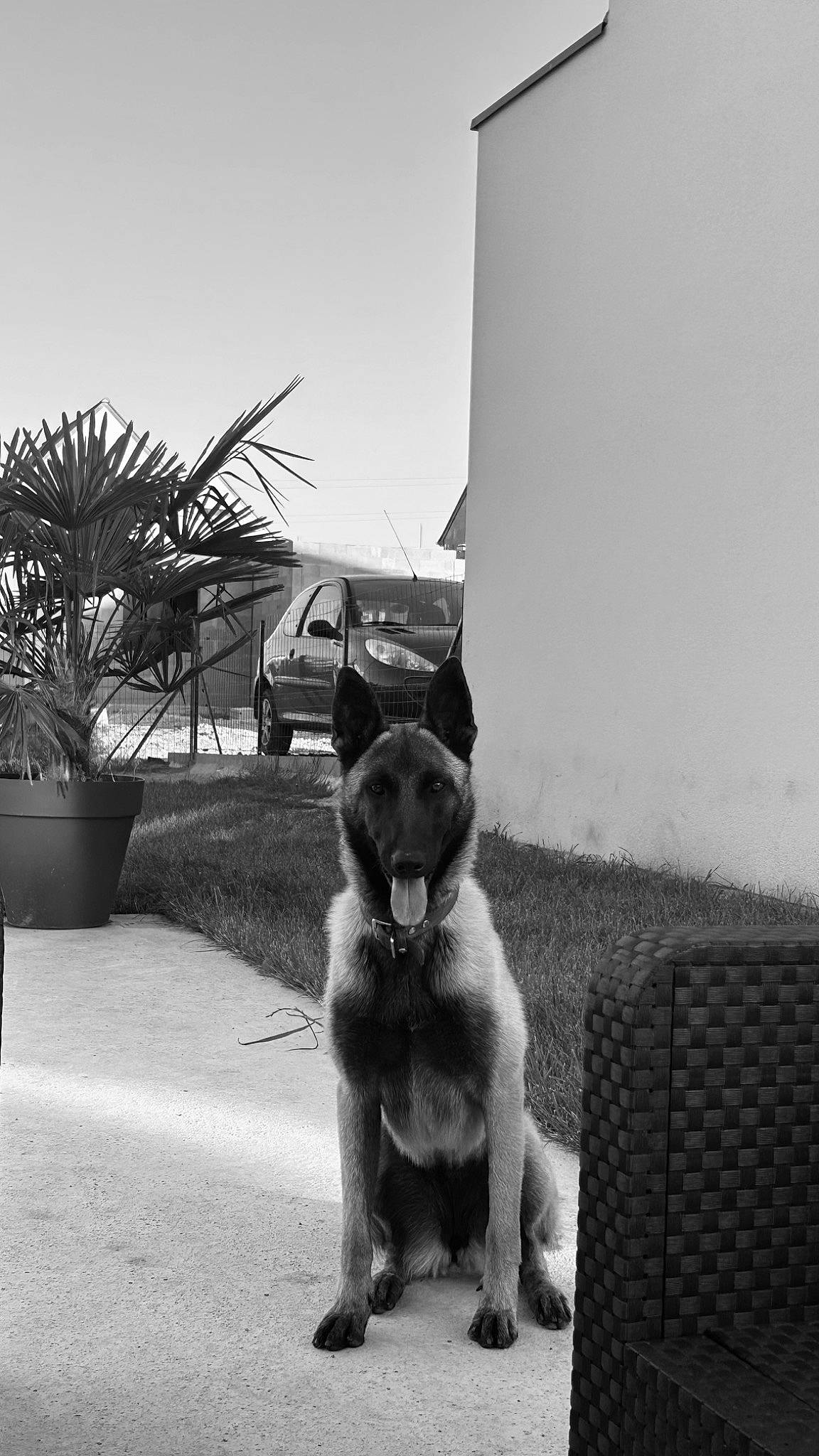 Tika participe au concours pour gagner de l'argent avec cette photo : automotive_tire, car, carnivore, companion_dog, dog, dog_breed, flowerpot, houseplant, monochrome, monochrome_photography, plant, sky, style, tail, tints_and_shades, tire, toy_dog, vehicle_door, wheel, working_animal