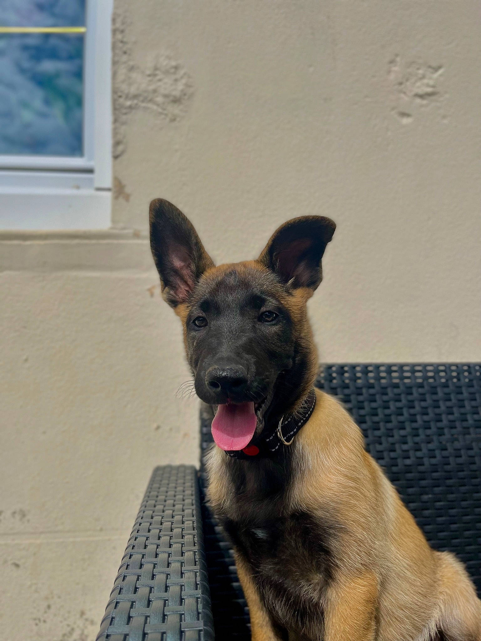 Tika participe au concours pour gagner de l'argent avec cette photo : biting, blue, canidae, carnivore, collar, dog, dog_breed, dog_supply, east_european_shepherd, fawn, german_shepherd_dog, herding_dog, old_german_shepherd_dog, pet_supply, snout, sporting_group, tail, terrestrial_animal, window, working_animal