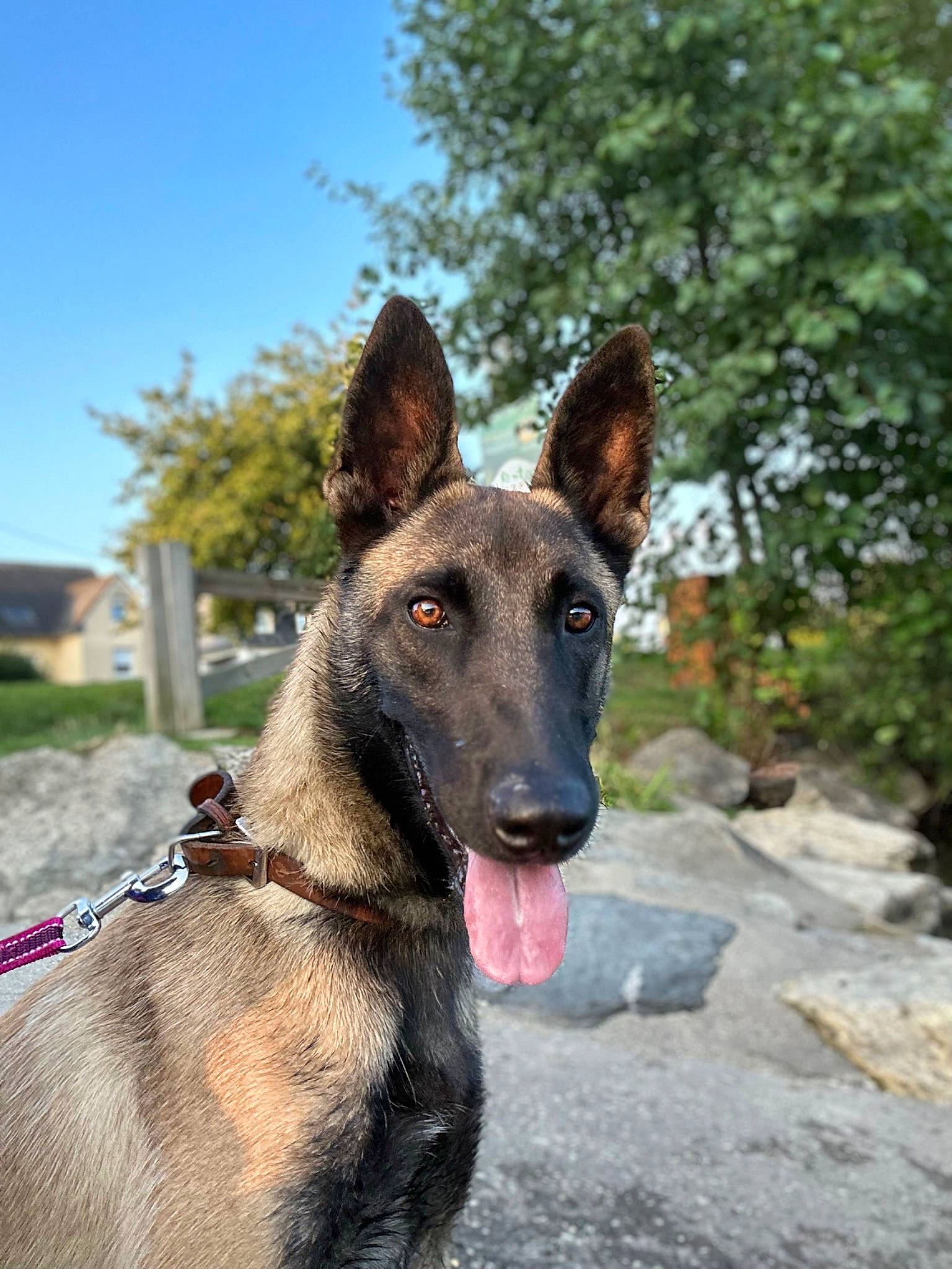 Tika a rejoint le concours — aidez-le/la à gagner de superbes lots ! canidae, carnivore, collar, dog, dog_breed, dog_collar, dog_supply, east_european_shepherd, fawn, herding_dog, king_shepherd, old_german_shepherd_dog, pet_supply, plant, sky, snout, sporting_group, tree, working_animal, working_dog