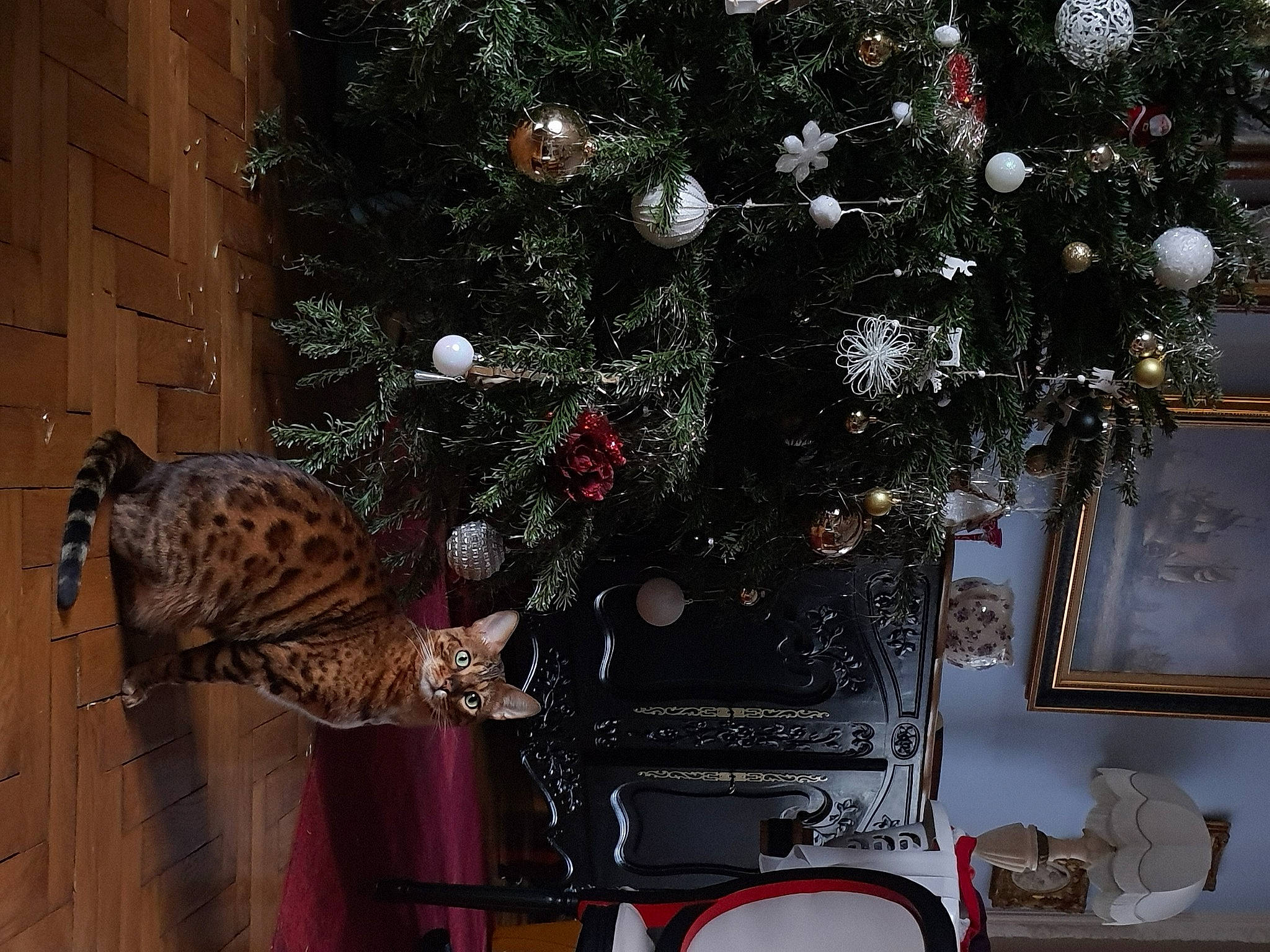 Plüm a rejoint le concours — aidez-le/la à gagner de superbes lots ! branch, chair, christmas, christmas_decoration, christmas_eve, christmas_ornament, christmas_tree, decoration, event, holiday, holiday_ornament, interior_design, living_room, ornament, tints_and_shades, tradition, tree, twig, window, wood