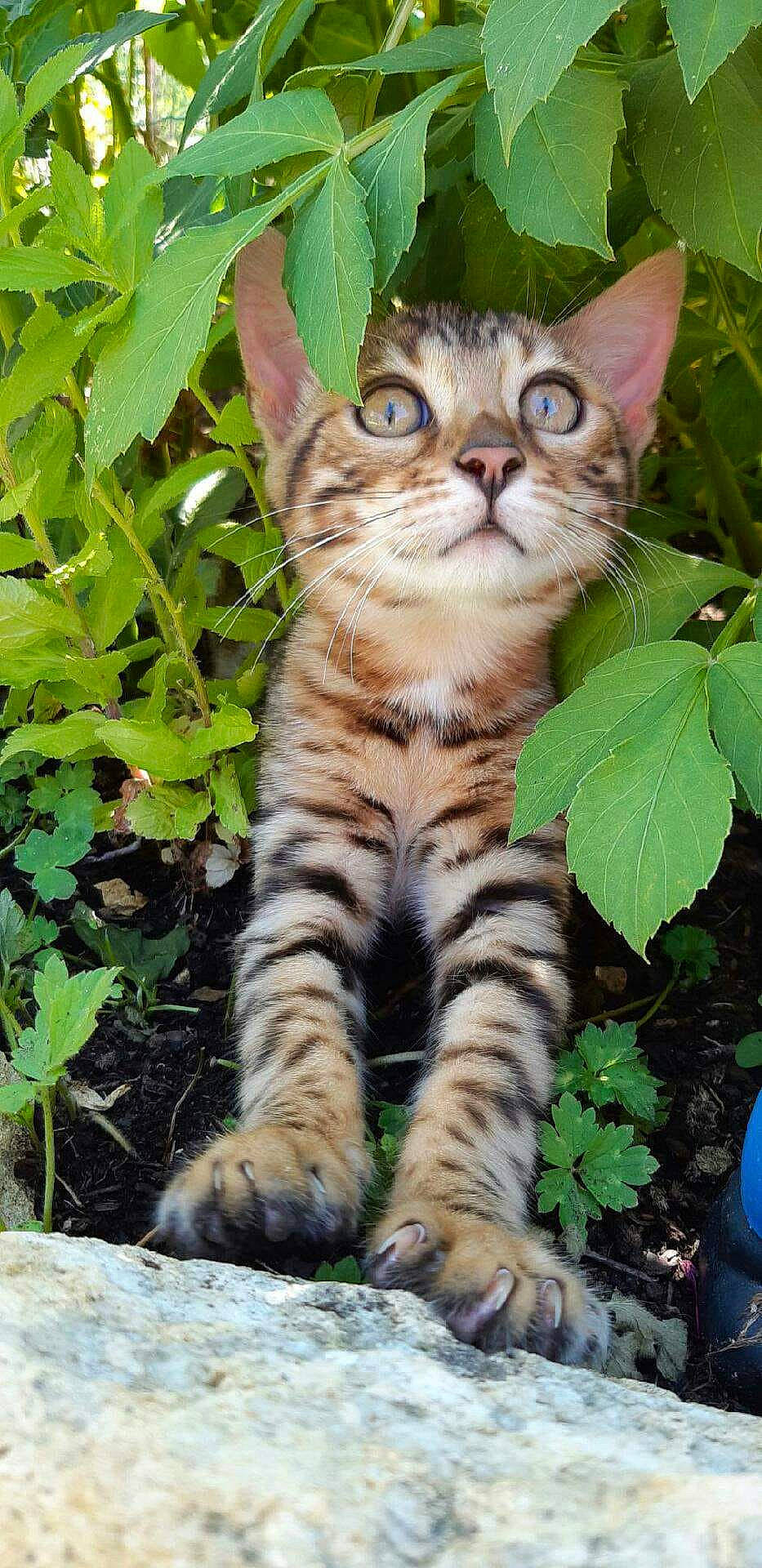 Plüm a rejoint le concours — aidez-le/la à gagner de superbes lots ! botany, carnivore, cat, domestic_short_haired_cat, eye, fawn, felidae, fur, grass, groundcover, leaf, nature, plant, small_to_medium_sized_cats, snout, tail, terrestrial_animal, terrestrial_plant, vegetation, whiskers