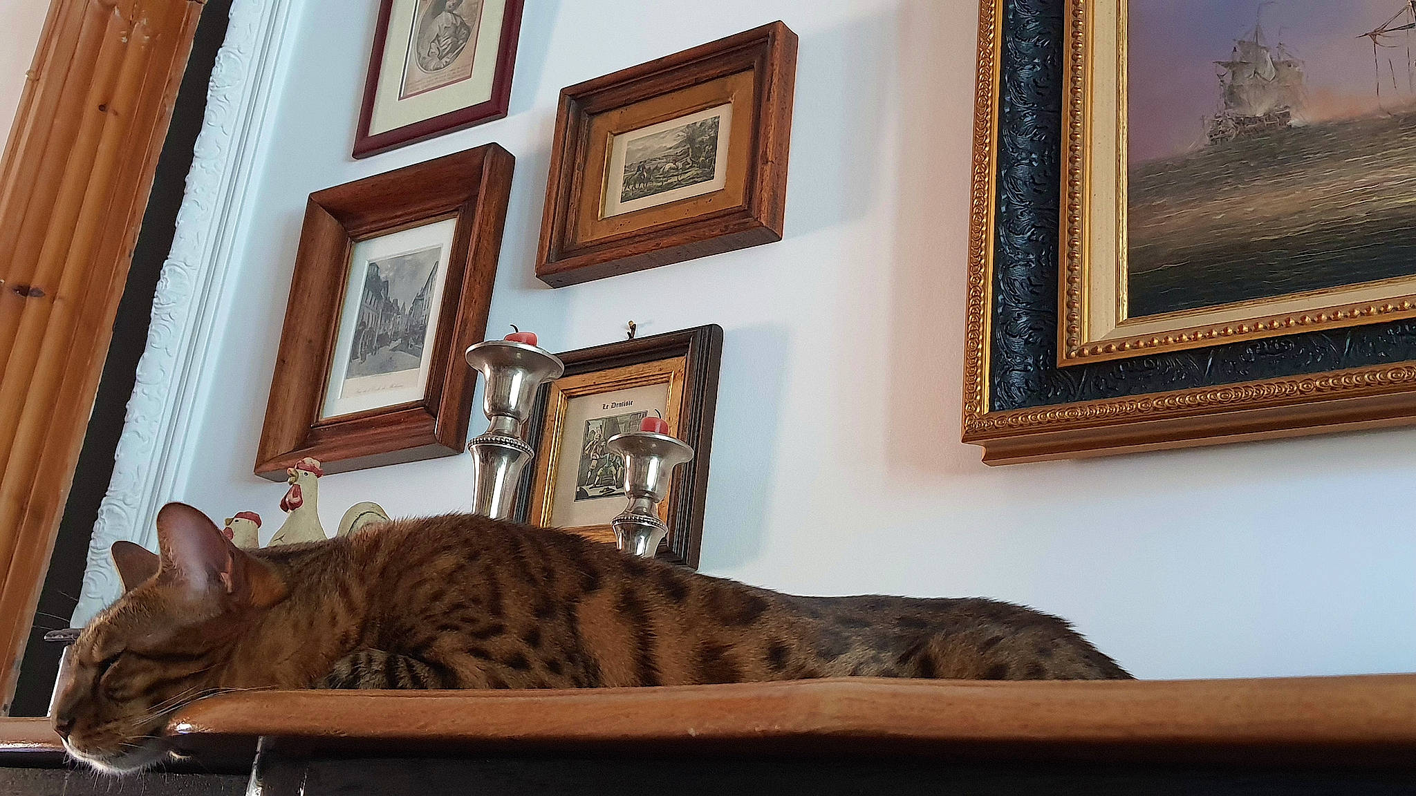 Plüm a rejoint le concours — aidez-le/la à gagner de superbes lots ! brown, building, carnivore, cat, comfort, fawn, felidae, floor, flooring, hardwood, interior_design, lighting, living_room, picture_frame, property, rectangle, small_to_medium_sized_cats, wall, whiskers, wood