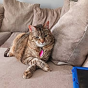 Sadie is registered to the contest to win money with this photo: animal, beige, cat, collar, couch, cozy, crossed_paws, cute, domestic, feline, fur, home, indoor, pet, pillow, pink_tag, relaxed, resting, tabby, tablet