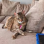 animal, beige, cat, collar, couch, cozy, crossed_paws, cute, domestic, feline, fur, home, indoor, pet, pillow, pink_tag, relaxed, resting, tabby, tablet