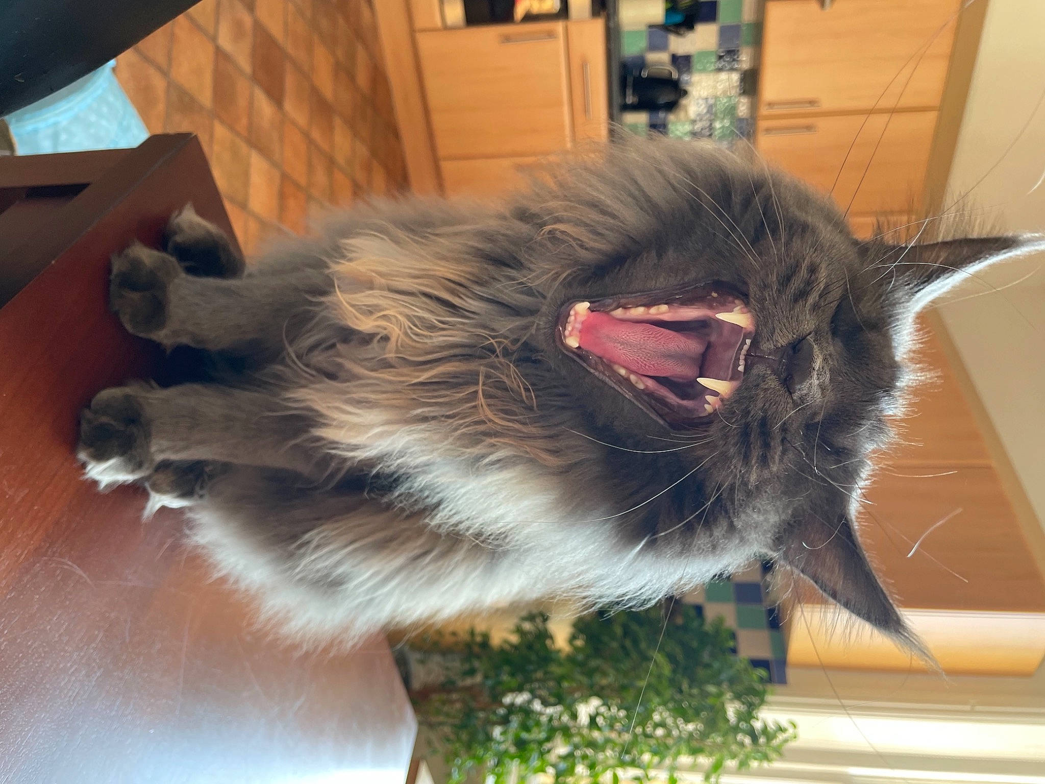 Wallace joined the competition — help win amazing prizes! canidae, carnivore, cat, claw, collar, dog_breed, domestic_short_haired_cat, fang, felidae, flowerpot, fur, hardwood, natural_material, paw, plant, small_to_medium_sized_cats, snout, tail, whiskers, wood