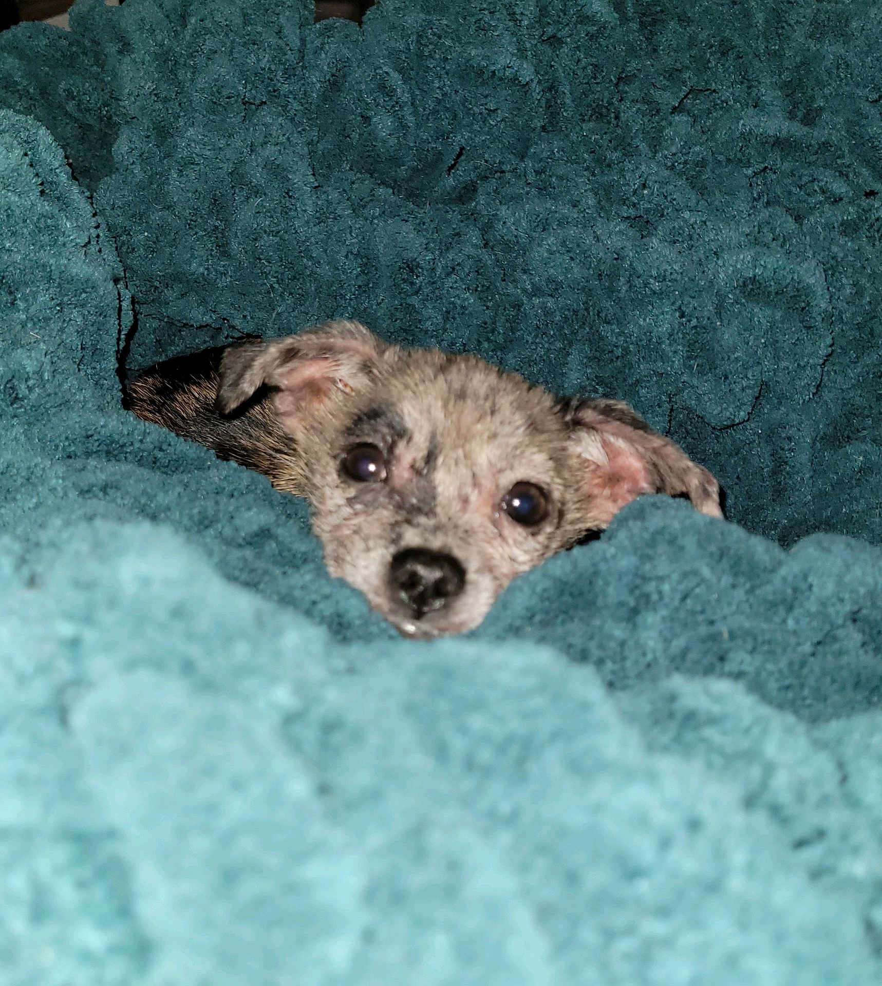 Penny