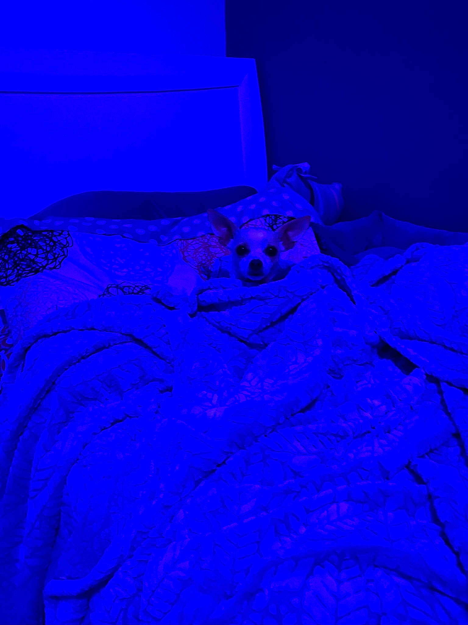 Joey joined the competition — help win amazing prizes! blue, cobalt_blue, electric_blue, magenta, purple, textile, violet