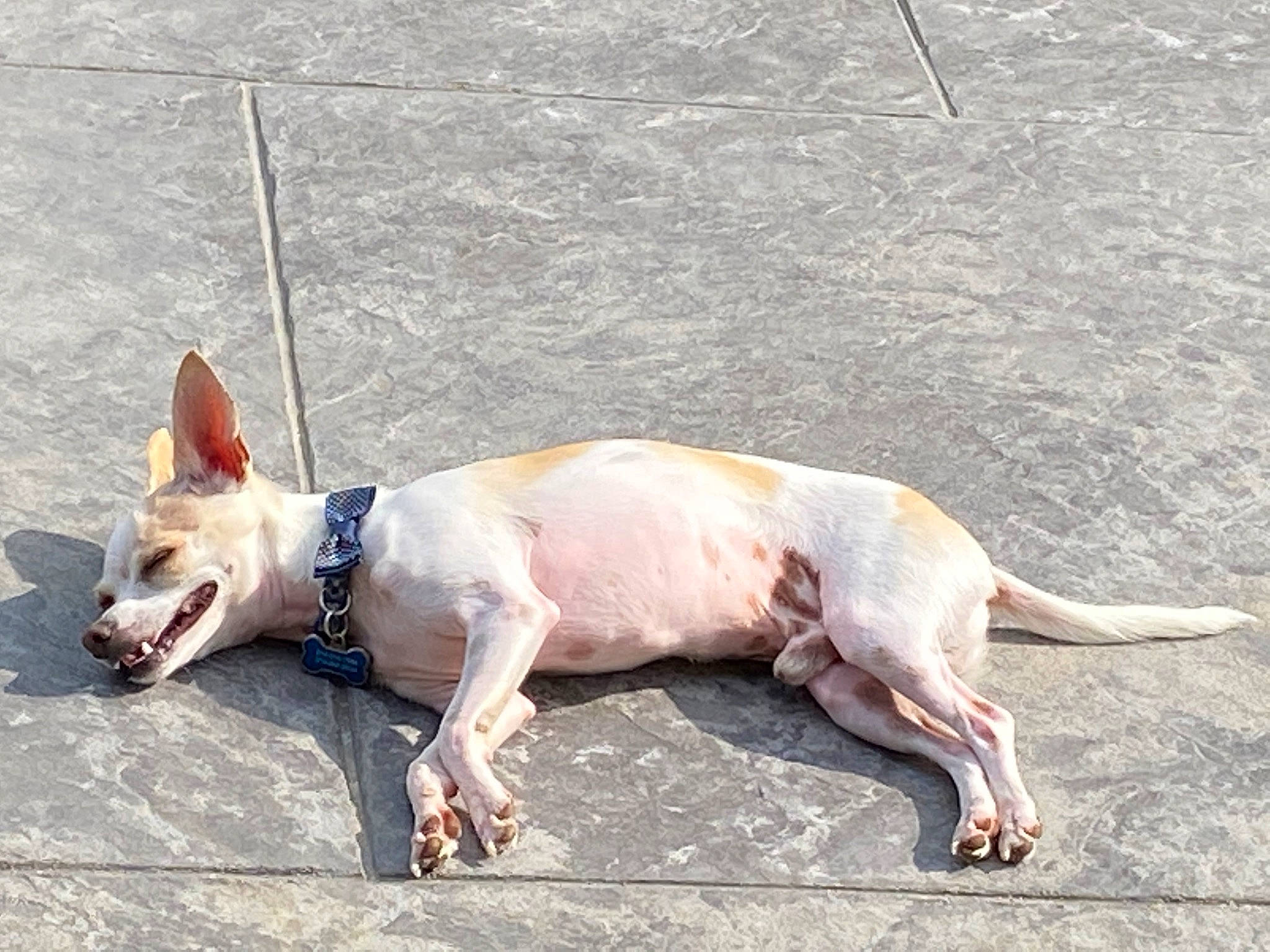 Joey is registered to the contest to win money with this photo: american_hairless_terrier, bull_and_terrier, bull_terrier, bull_terrier_miniature, canidae, carnivore, dog, dog_breed, fawn, gull_terr, mammal, non_sporting_group, sporting_group, street_dog, tail, vertebrate
