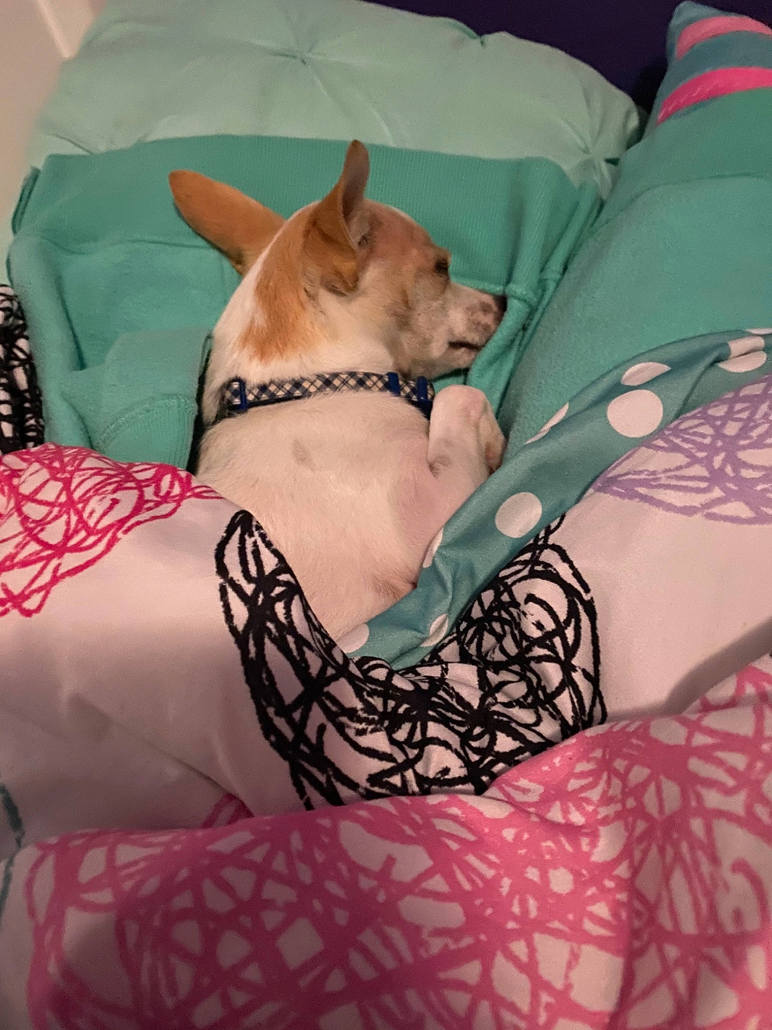 Joey joined the competition — help win amazing prizes! canidae, carnivore, dog, dog_breed, fawn, french_bulldog, furniture, leg, non_sporting_group, pink, skin, thigh