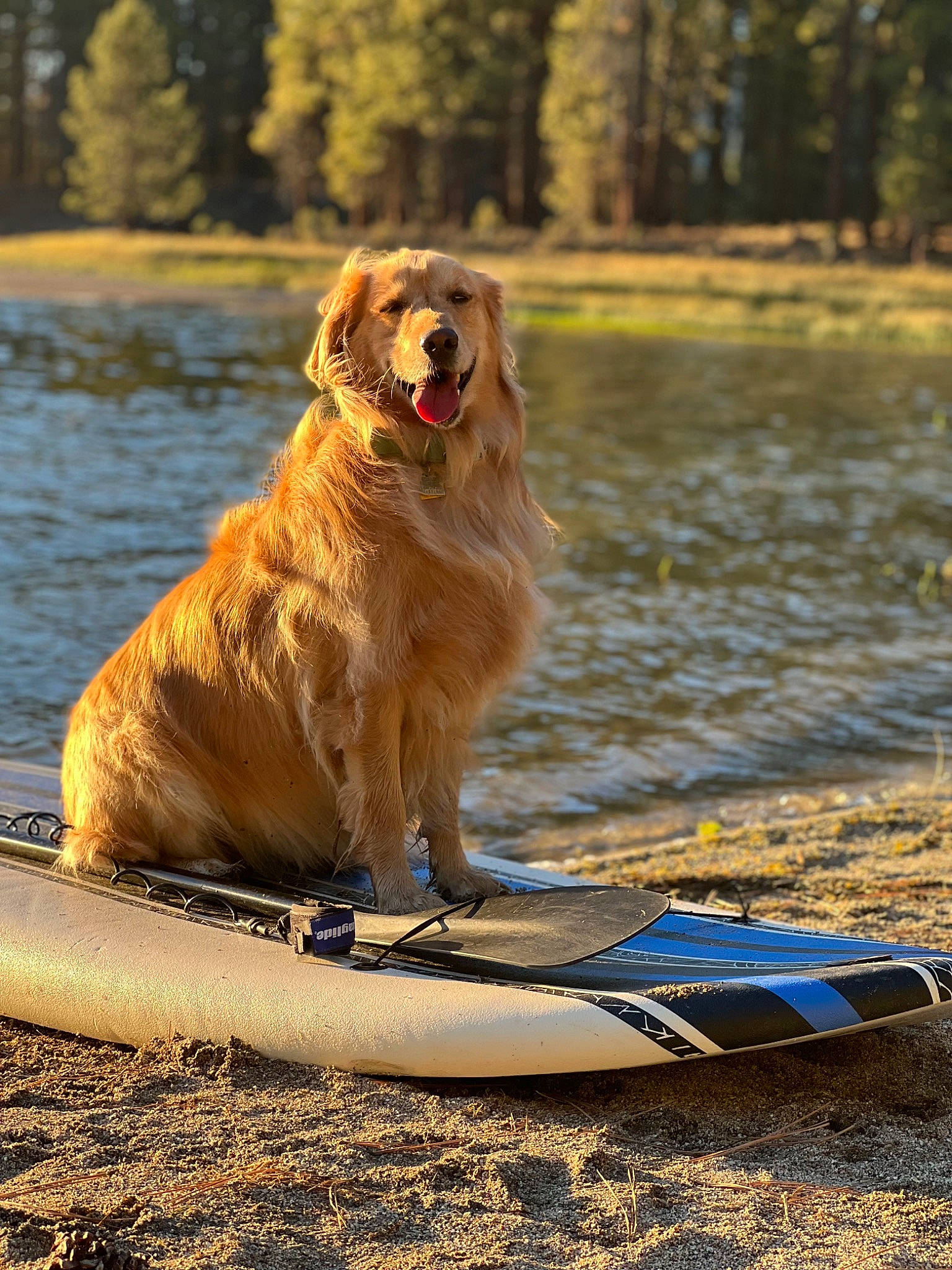 Dakota joined the competition — help win amazing prizes! canidae, carnivore, companion_dog, dog, dog_breed, fun, golden_retriever, grass, gun_dog, lake, leisure, recreation, retriever, sporting_group, sports, tree, water, working_dog