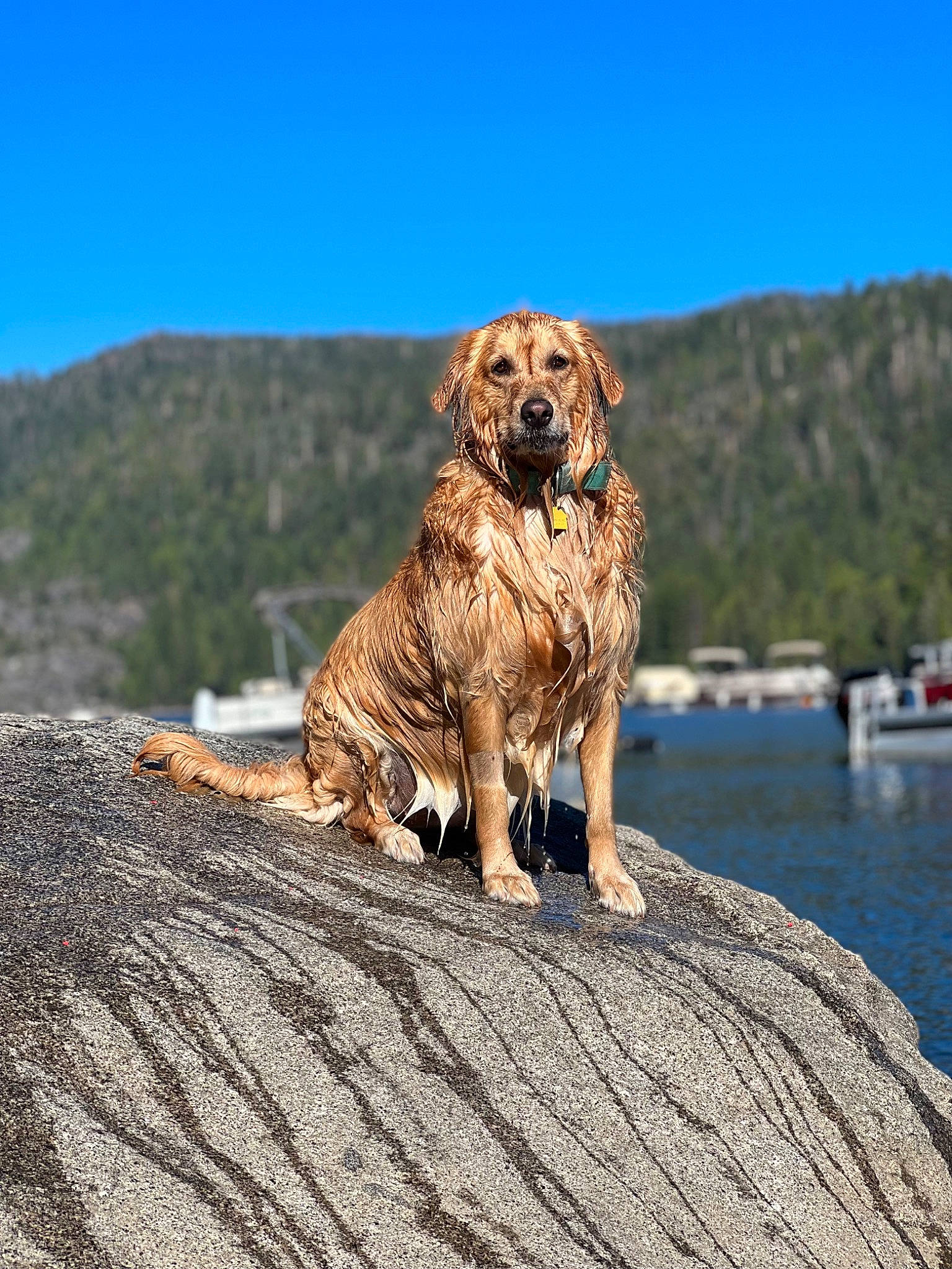 Dakota is registered to the contest to win money with this photo: carnivore, companion_dog, dog, dog_breed, dog_hiking, fawn, gun_dog, hill, lake, landscape, mountain, ocean, retriever, rock, sea, sky, sporting_group, water, wildlife, wood
