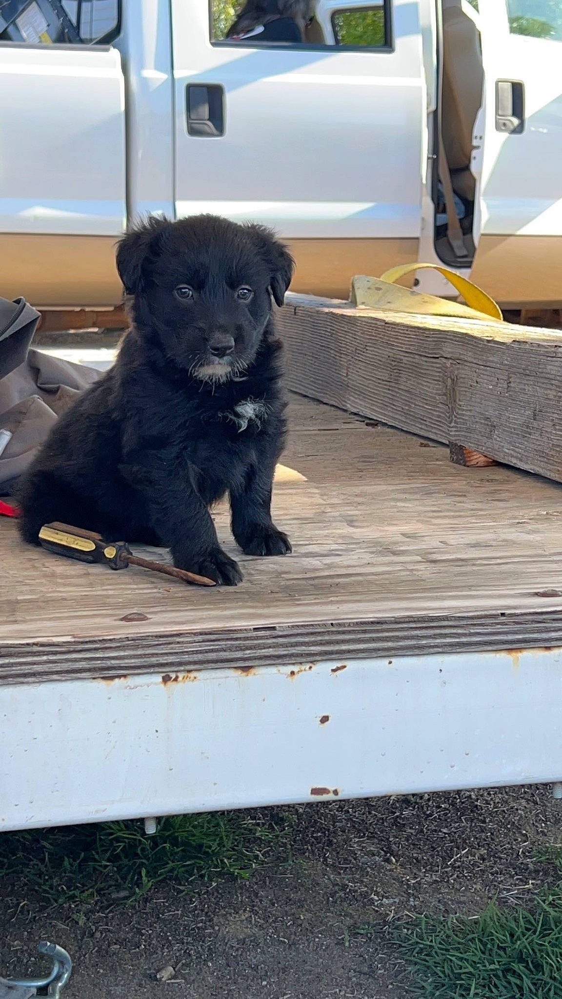 Bagheera joined the competition — help win amazing prizes! borador, canidae, carnivore, companion_dog, dog, dog_breed, flooring, fur, hardwood, non_sporting_group, puppy, snout, sporting_group, tail, terrestrial_animal, wood, working_animal