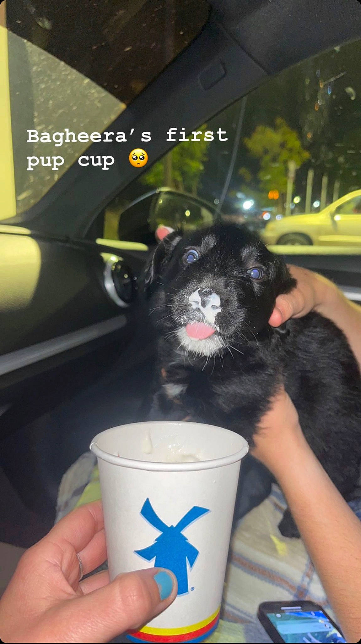 Bagheera joined the competition — help win amazing prizes! automotive_design, automotive_exterior, automotive_lighting, bowl, bumper, carnivore, companion_dog, cup, dog, dog_breed, drink, drinking, drinkware, finger, hand, human_leg, nail, soft_drink, vehicle_door