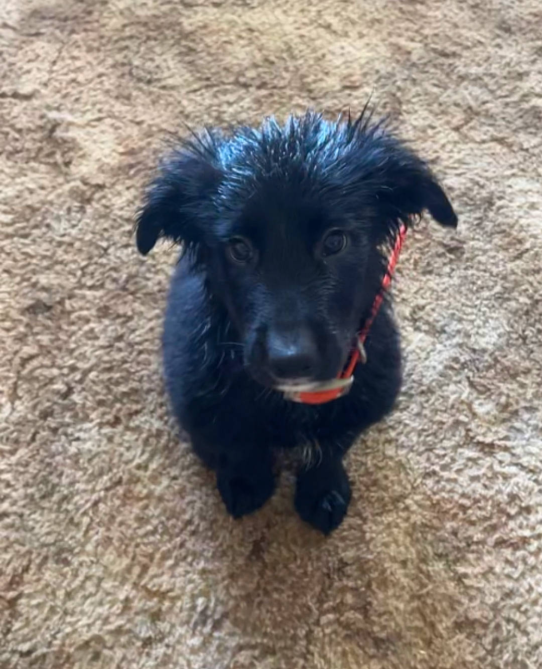 Bagheera joined the competition — help win amazing prizes! borador, canidae, carnivore, companion_dog, dog, dog_breed, dog_collar, dog_supply, fur, liver, puppy, snout, soil, sporting_group, terrestrial_animal, terrier, toy_dog, water_dog, whiskers, working_animal