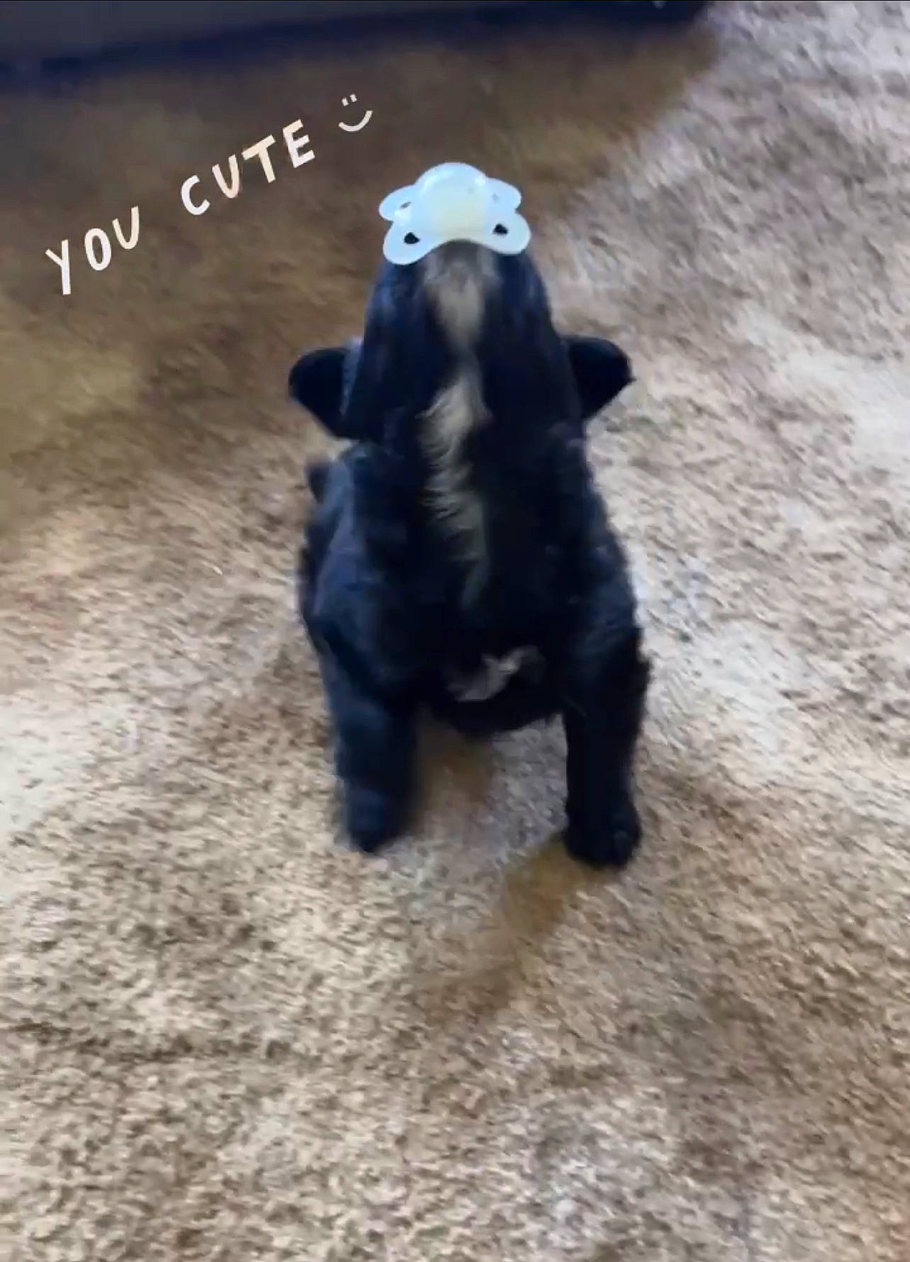 Bagheera is registered to the contest to win money with this photo: canidae, companion_dog, dog_breed, electric_blue, font, fur, hat, paw, photo_caption, primate, recreation, snout, soil, sporting_group, stuffed_toy, tail, terrestrial_animal, toy, wildlife, working_animal