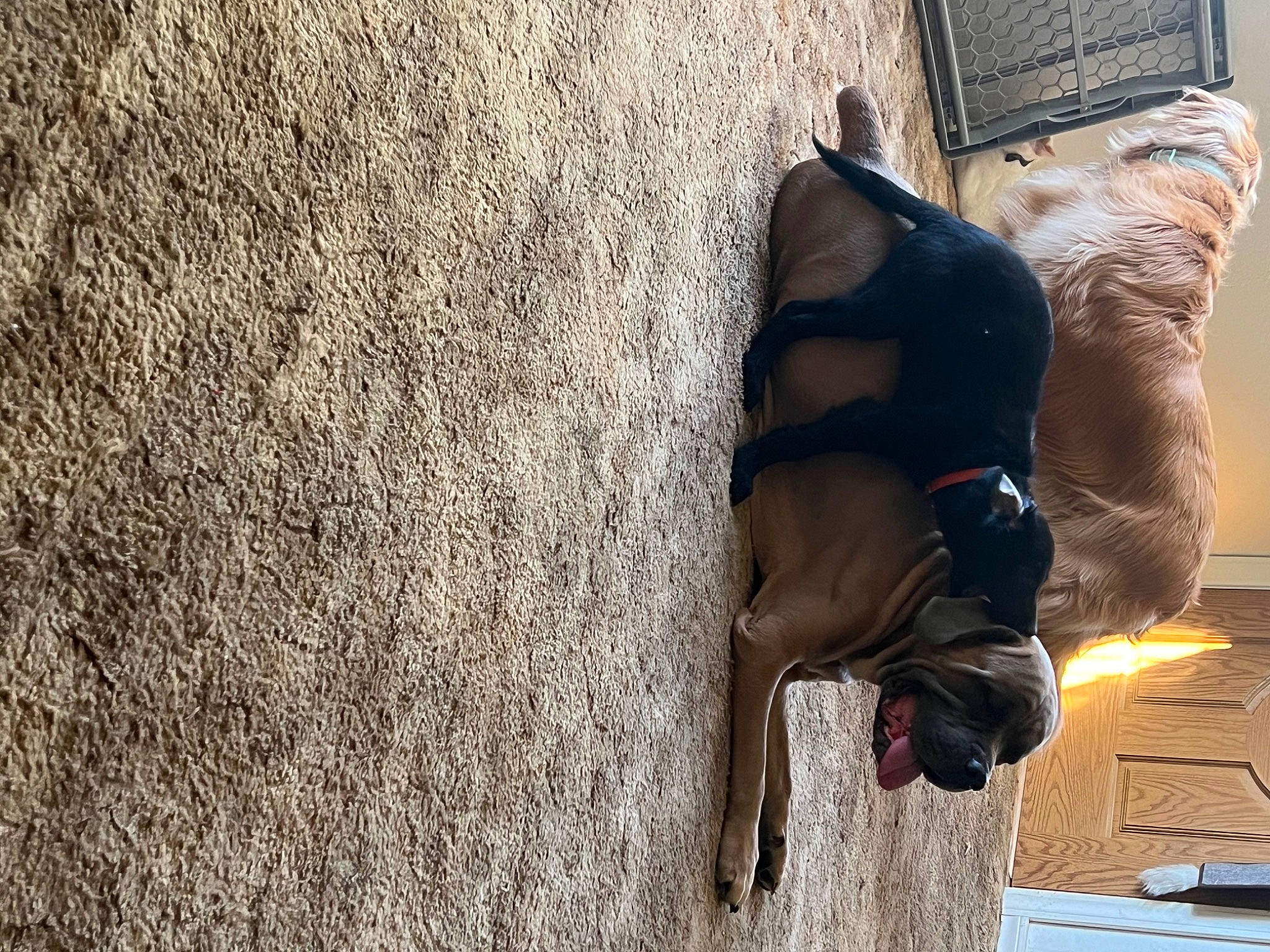 Bagheera is registered to the contest to win money with this photo: canidae, dog_breed, fawn, flooring, fun, fur, human_leg, landscape, recreation, shadow, soil, sporting_group, tints_and_shades, tree, window, wood, working_animal