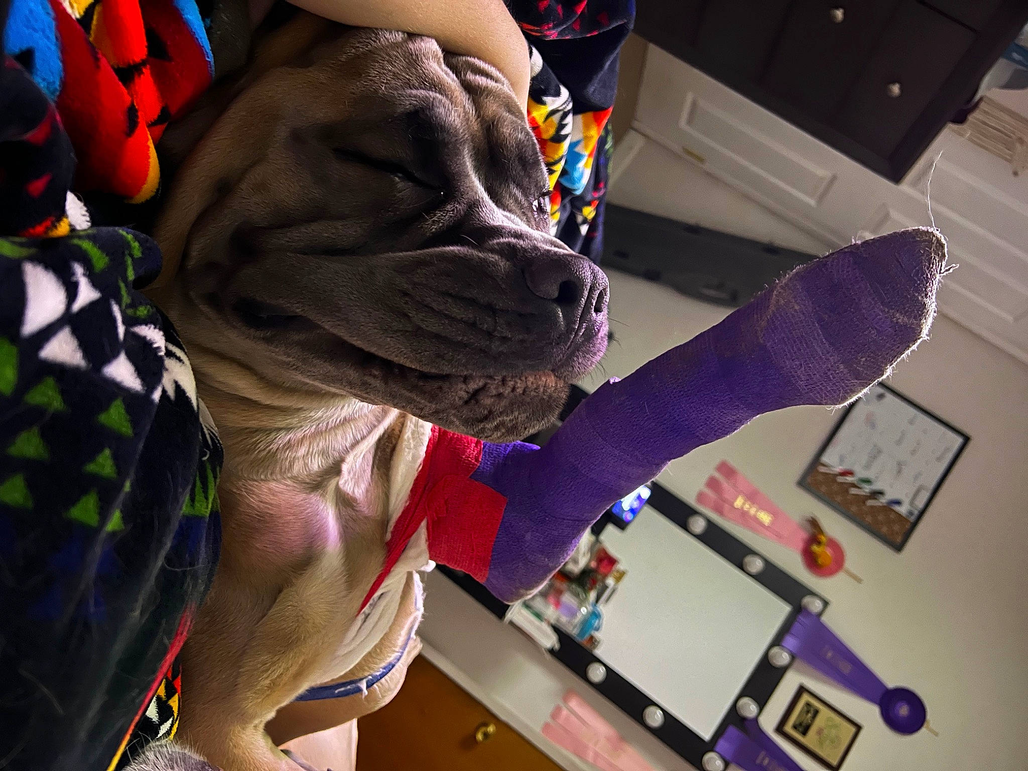 Zeus is registered to the contest to win money with this photo: carmine, carnivore, companion_dog, dog, dog_breed, engineering, eyewear, fictional_character, fun, fur, hand, human_leg, knee, leash, machine, magenta, personal_protective_equipment, purple, thigh, visual_arts