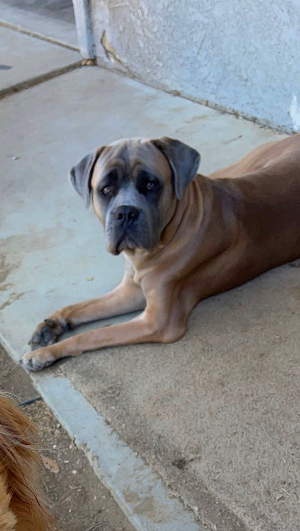 Zeus is registered to the contest to win money with this photo: biting, bored, boxer, canidae, carnivore, companion_dog, dog, dog_breed, fawn, flooring, molosser, paw, puppy, snout, sporting_group, terrestrial_animal, wood, working_animal, working_dog, wrinkle
