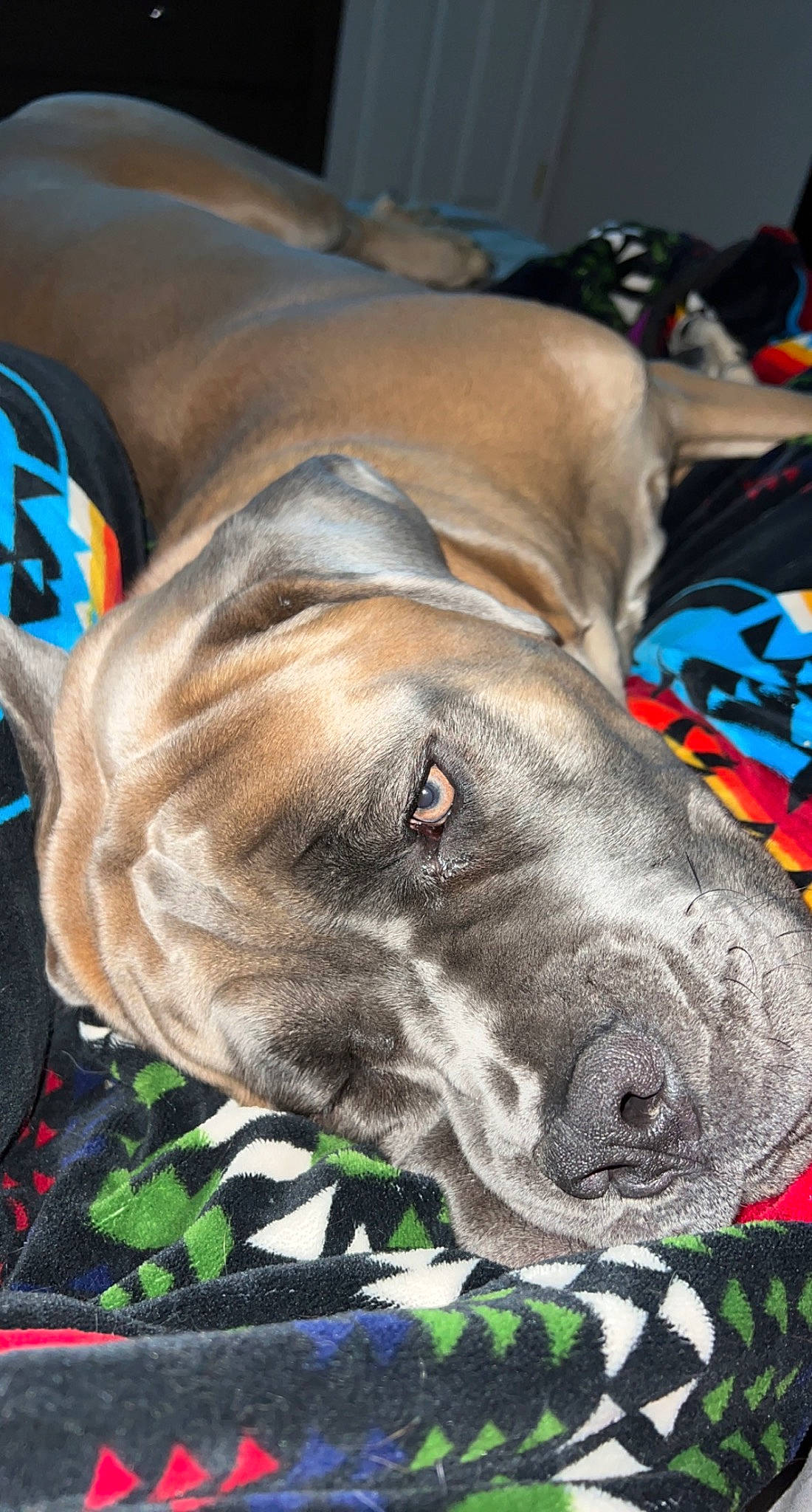 Zeus joined the competition — help win amazing prizes! canidae, carnivore, collar, comfort, companion_dog, dog, dog_breed, dog_supply, fawn, fur, guard_dog, liver, non_sporting_group, pet_supply, snout, sporting_group, terrestrial_animal, whiskers, working_animal, wrinkle