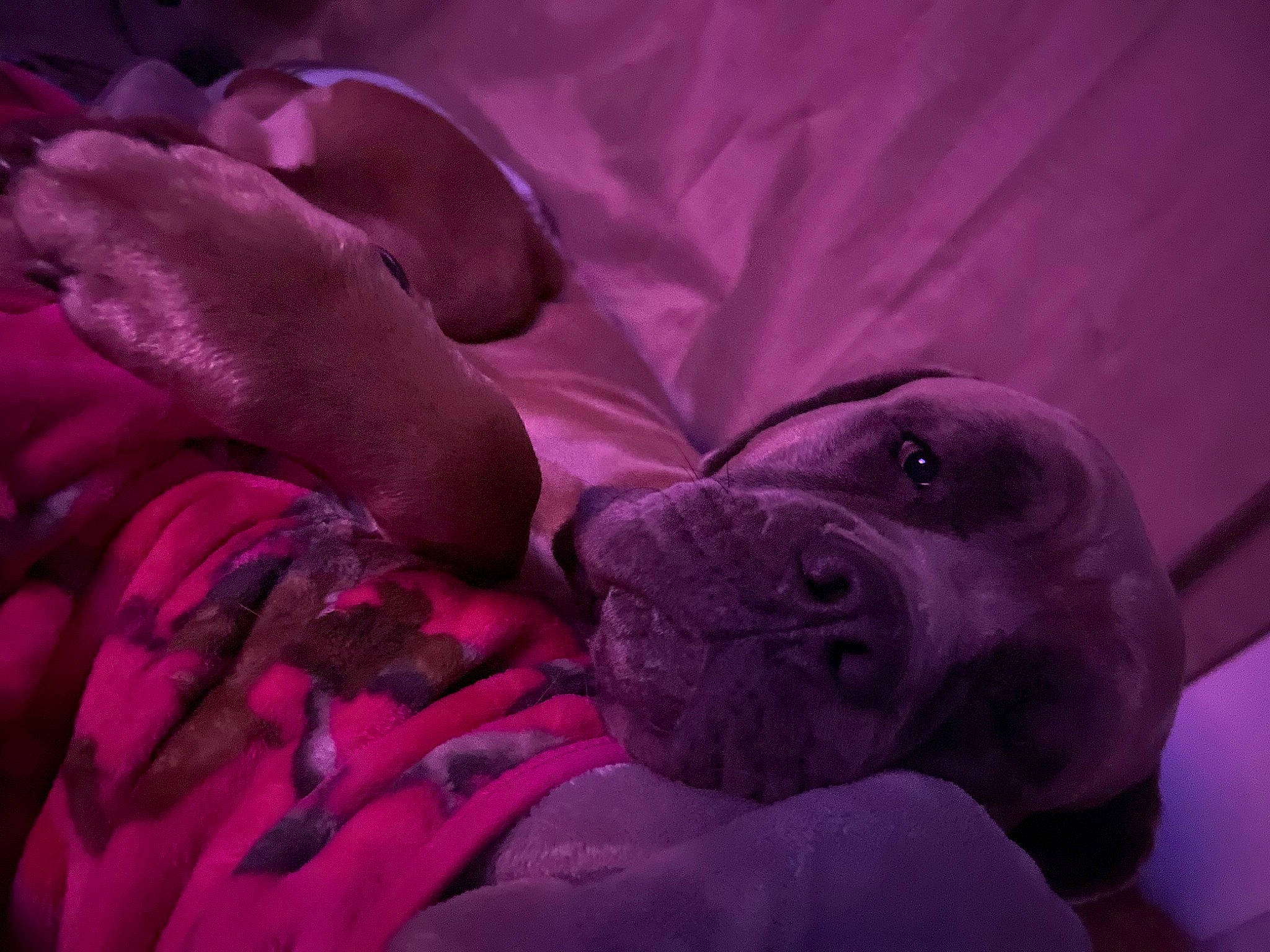 Zeus joined the competition — help win amazing prizes! canidae, carnivore, comfort, companion_dog, dog, dog_breed, electric_blue, fawn, fur, grey, linens, magenta, petal, pink, purple, sporting_group, toy_dog, violet, whiskers, wrinkle