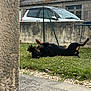 Toska participe au concours pour gagner de l'argent avec cette photo : dog, grass, yard, wall, building, car, outdoor, playful, pet, canine, black_dog, brown_markings, relaxation, nature, summer, daytime, fence, concrete, flower, sky