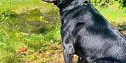Toska a rejoint le concours — aidez-le/la à gagner de superbes lots ! rottweiler, dog, animal, pet, outdoor, nature, forest, pond, grass, sunlight, shade, leaves, mammal, canine, wildlife, summer, sitting, side_view, fur, watchful