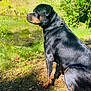 rottweiler, dog, animal, pet, outdoor, nature, forest, pond, grass, sunlight, shade, leaves, mammal, canine, wildlife, summer, sitting, side_view, fur, watchful