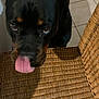 Toska participe au concours pour gagner de l'argent avec cette photo : dog, rottweiler, black_dog, tongue_out, licking_nose, indoor, woven_chair, tile_floor, pet, animal, closeup, canine, cute, brown_eyes, furniture, home, companion, mammal, domestic_animal, curious