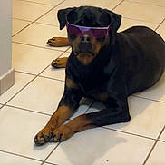 Toska a rejoint le concours — aidez-le/la à gagner de superbes lots ! rottweiler, dog, sunglasses, indoor, tile_floor, black_and_brown, pet, animal, lying_down, cool, canine, house, floor, resting, portrait, domestic, relaxed, stylish, funny, accessory