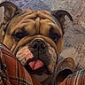 Bumpy joined the competition — help win amazing prizes! bulldog, dog, pet, animal, portrait, closeup, wrinkled, tongue_out, happy, funny, face, eyes, ears, snout, brown_fur, indoor, rug, slipper, plaid, cozy