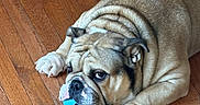 Bumpy is registered to the contest to win money with this photo: dog, bulldog, pet, animal, lying_down, wrinkles, tongue, toy, blue_toy, hardwood_floor, indoor, home, close_up, portrait, brown_dog, paws, floppy_ears, short_muzzle, relaxed, playful
