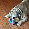 animal, blue_toy, brown_dog, bulldog, close_up, dog, floppy_ears, hardwood_floor, home, indoor, lying_down, paws, pet, playful, portrait, relaxed, short_muzzle, tongue, toy, wrinkles