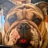 Bumpy joined the competition — help win amazing prizes! bulldog, dog, pet, animal, close_up, portrait, wrinkles, fur, brown_fur, face, eyes, nose, mouth, teeth, tongue, ears, indoors, home, front_facing, funny